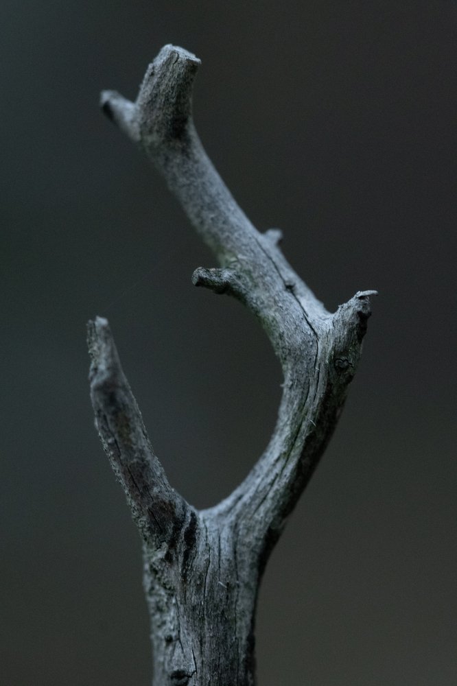 Photograph by Сергей Синелобов