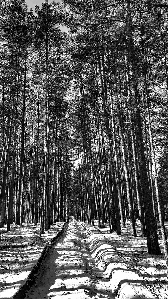 Photograph by Михаил Рассказ