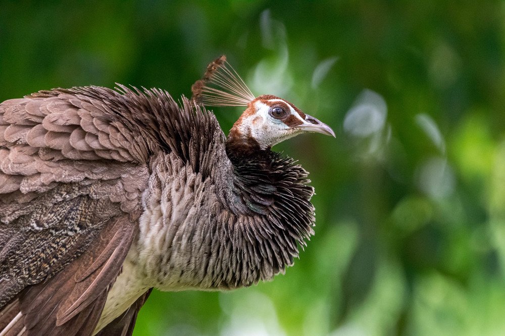 Photograph by Abhishek Kumar