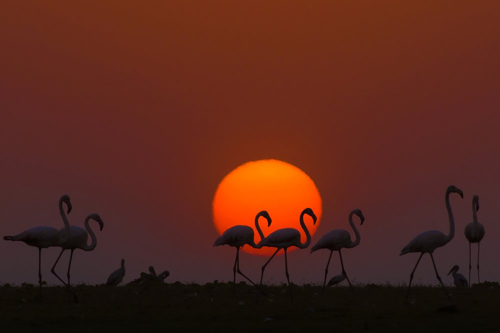 Flamingos at sunset