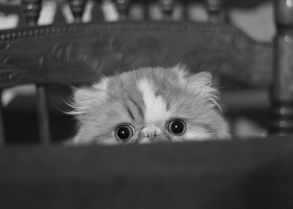 Глаза напротив