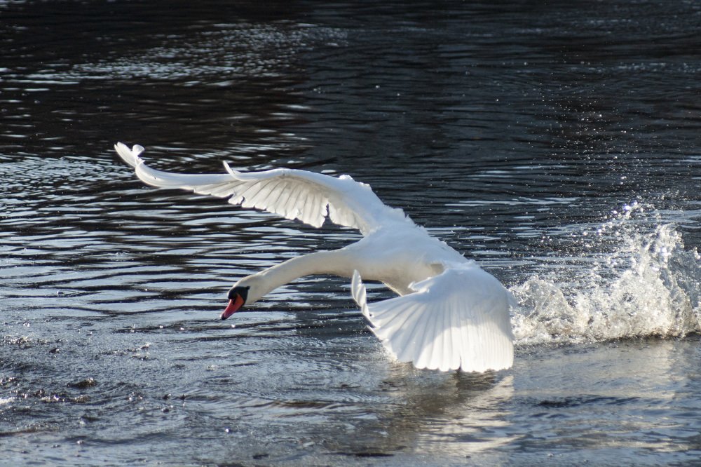 Photograph by Ольга Буракова