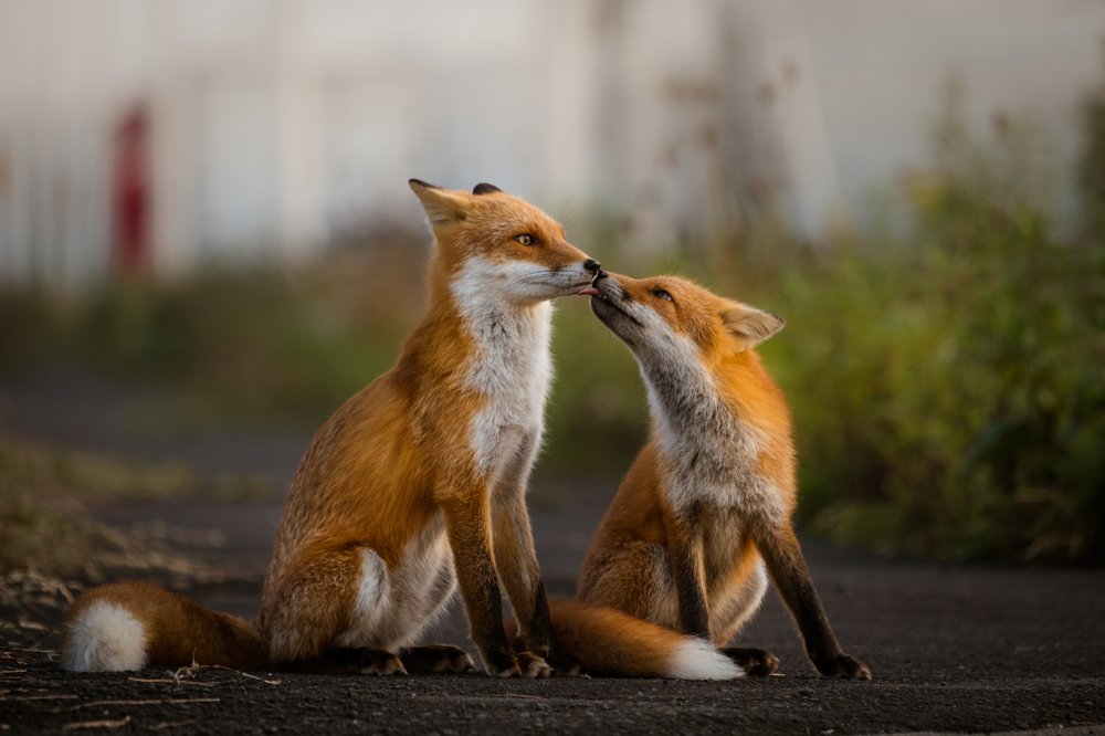 Fox parent and child