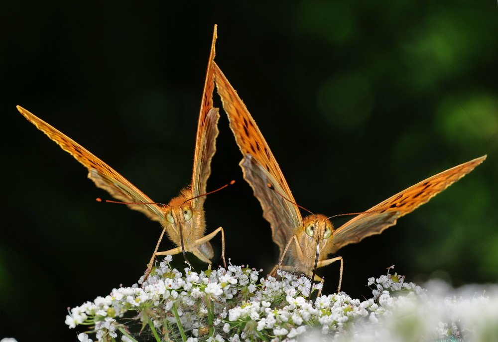 Фотография автора Александр Ракович