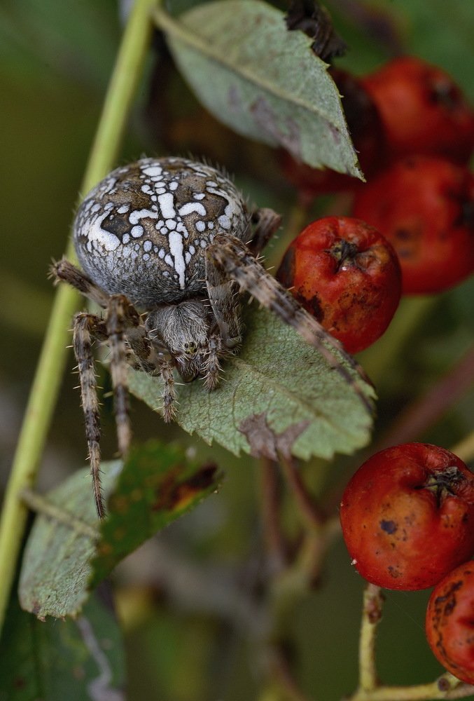 Фотография автора Александр Ракович