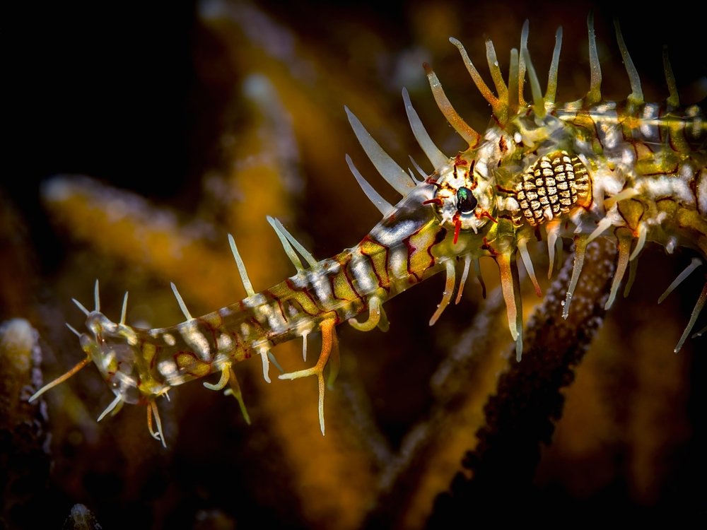 Solenostomus Profile