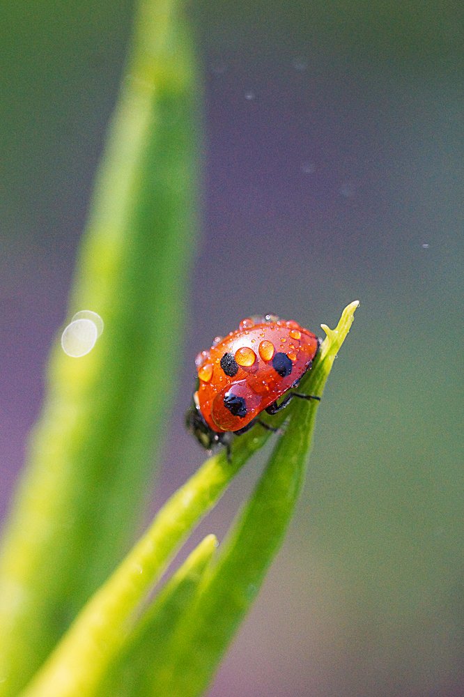 Photograph by Мария Чунаева