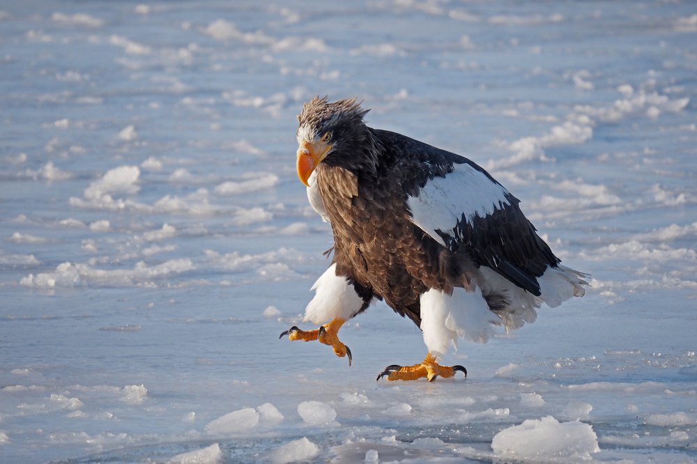 Твёрдые намерения!