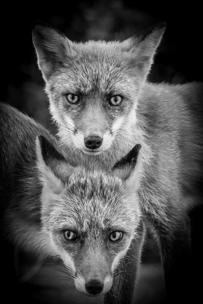 Portrait of two foxes
