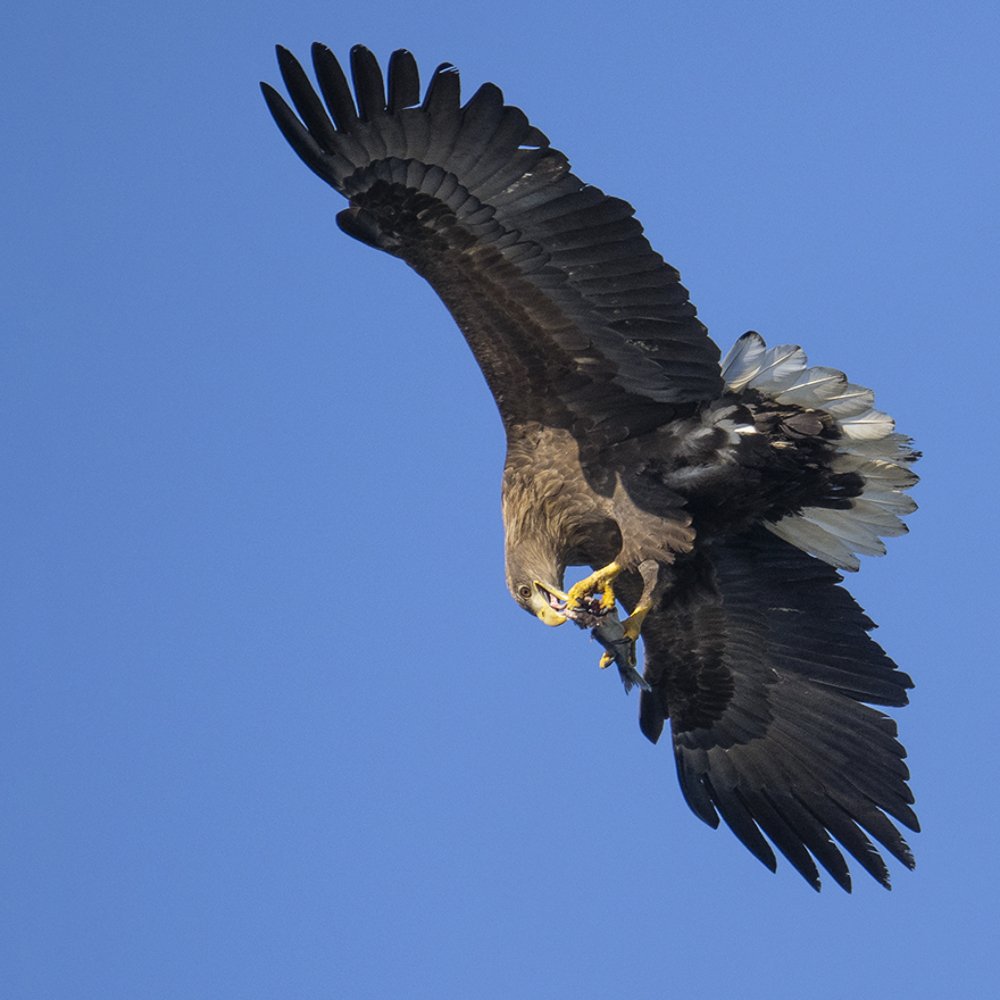 Перекус на лету!