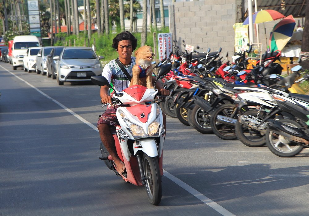 Он штурман, хоть и пес.