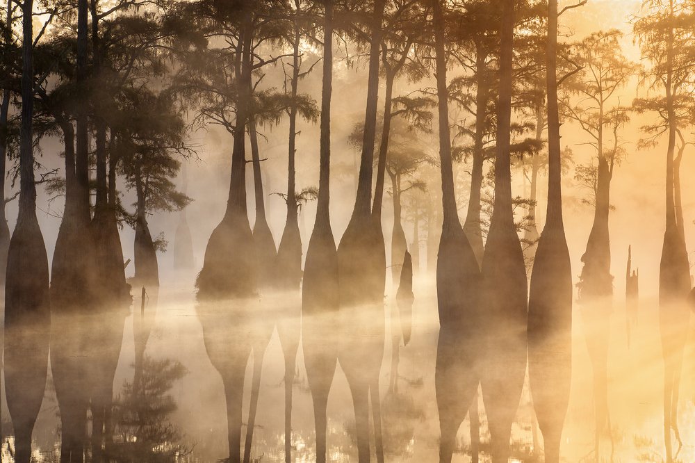 First Light At Cypress Swamp