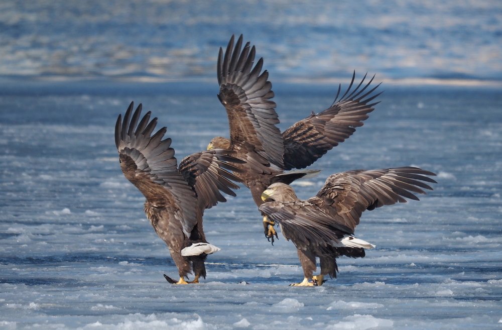Тройка! Птица тройка!