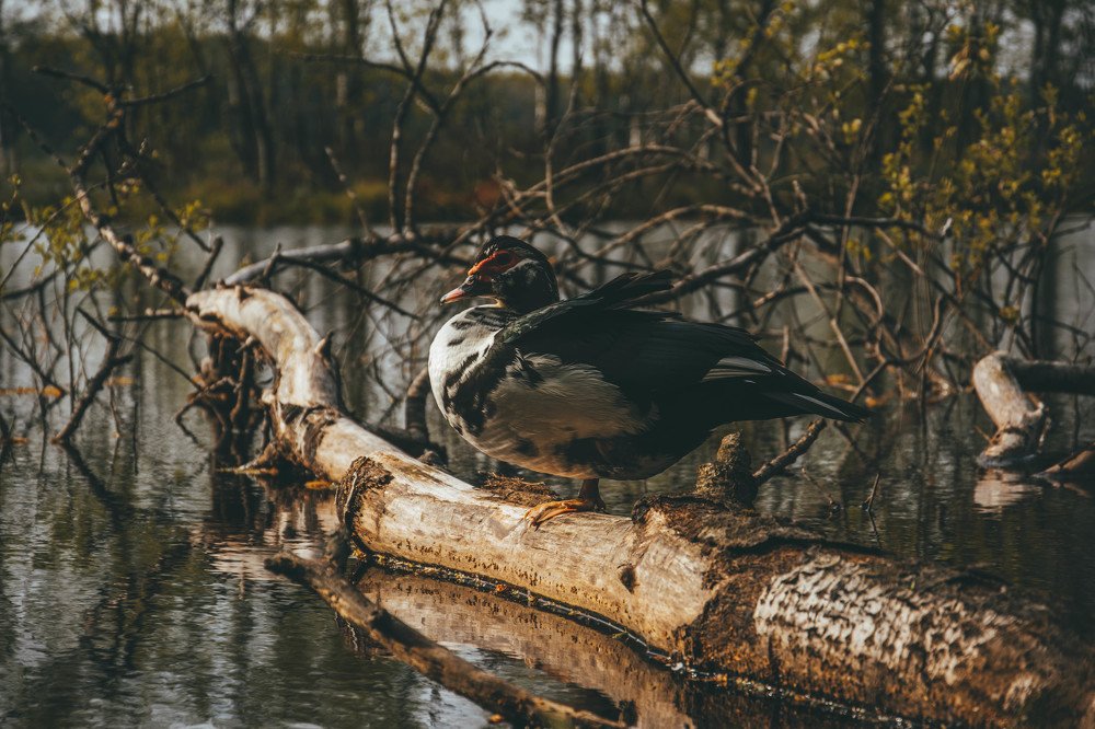 Photograph by Денис Кошкин