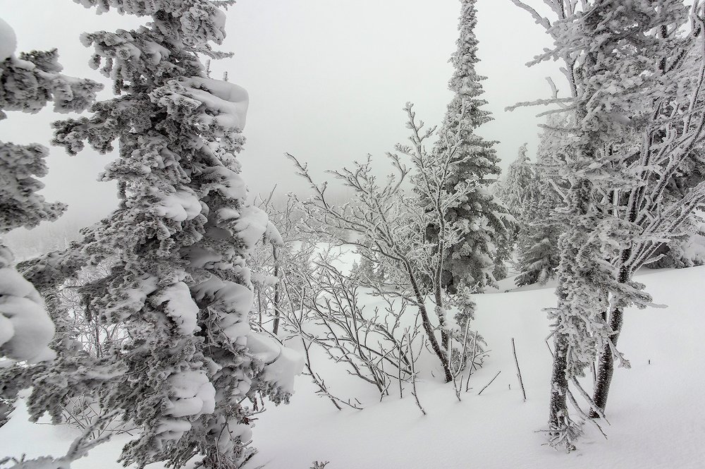 Про рябины в инее