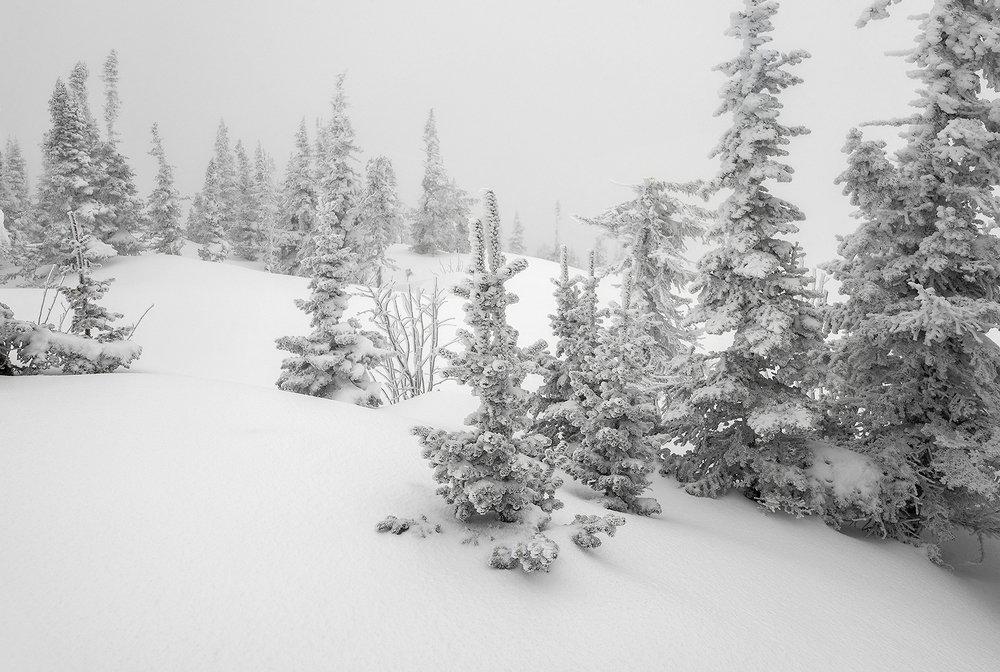 Про Шерегешские ёлочки
