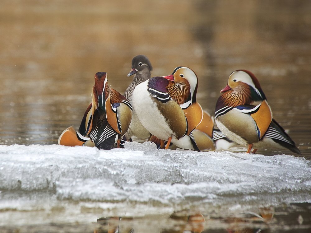 Конкурс женихов
