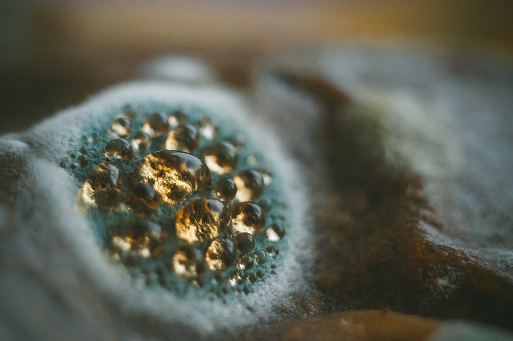 Прелесть плесени