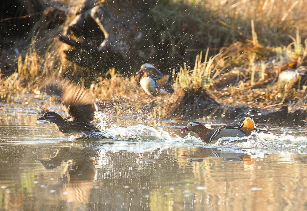 Разборчивая невеста!