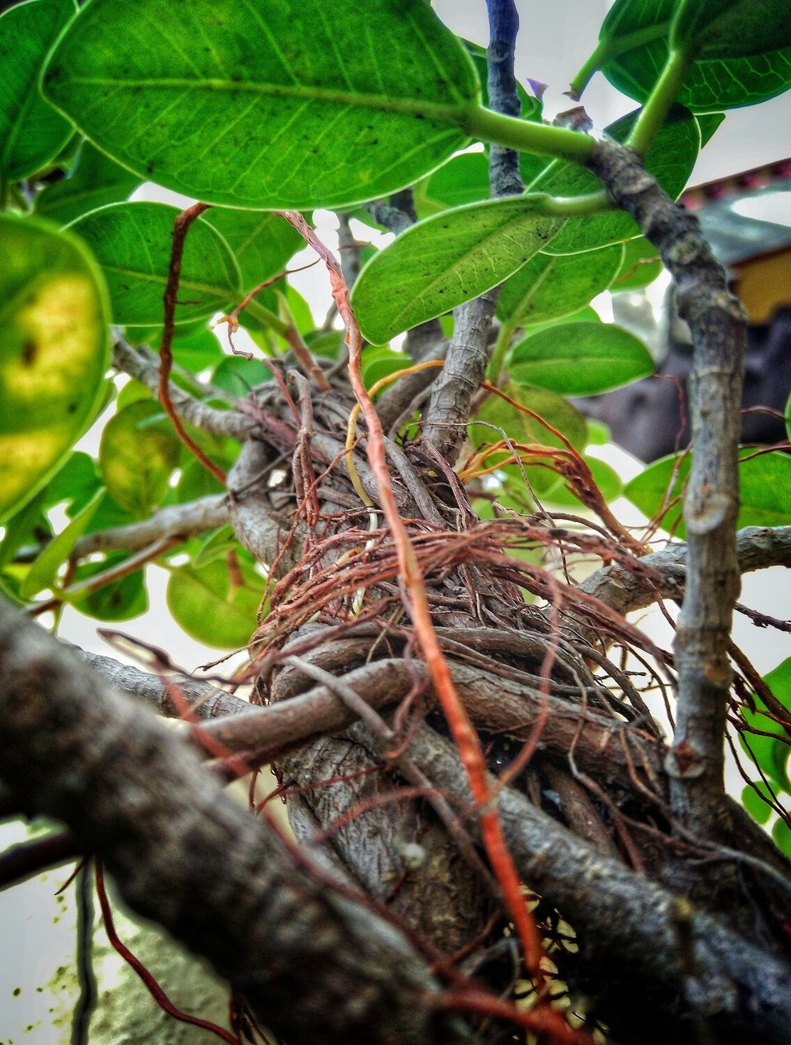 Plant