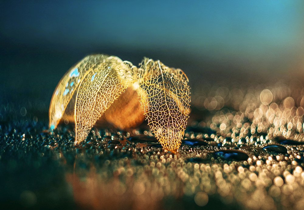 крабик и море