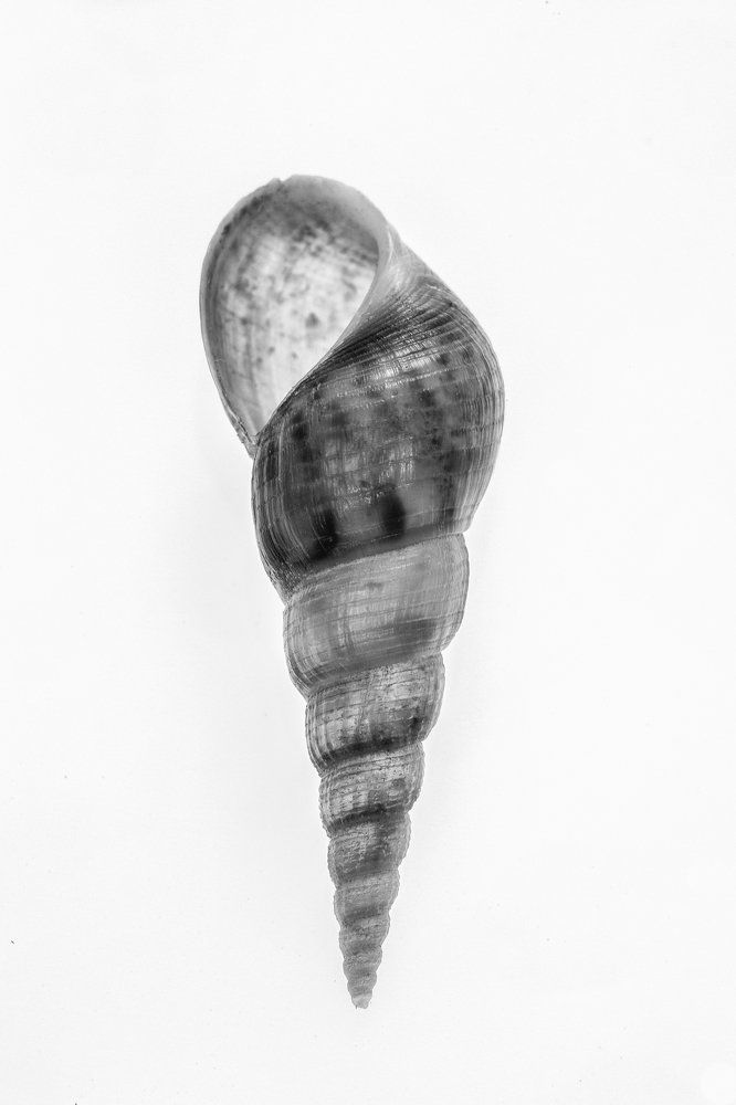 Photograph by SHAJI CHANDRAN