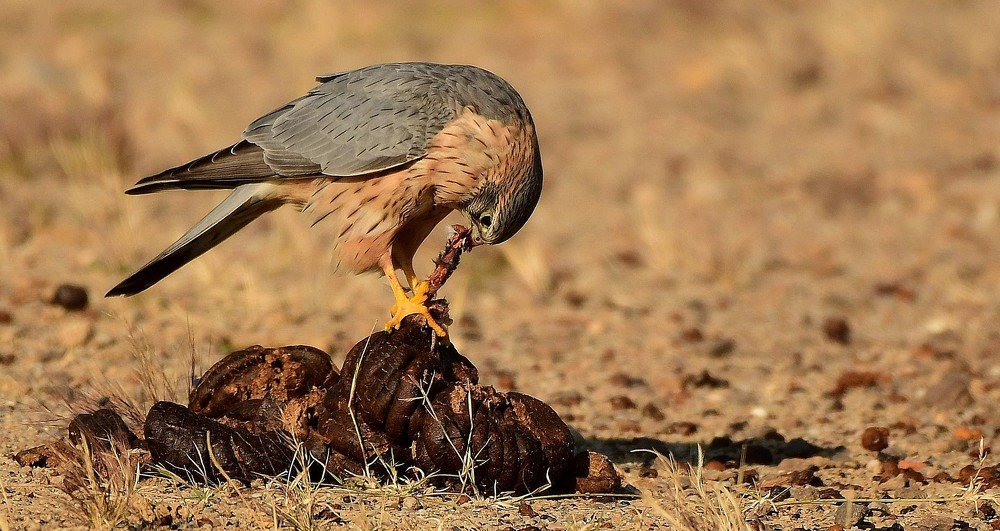 Photograph by Raghavendra Prasad H S