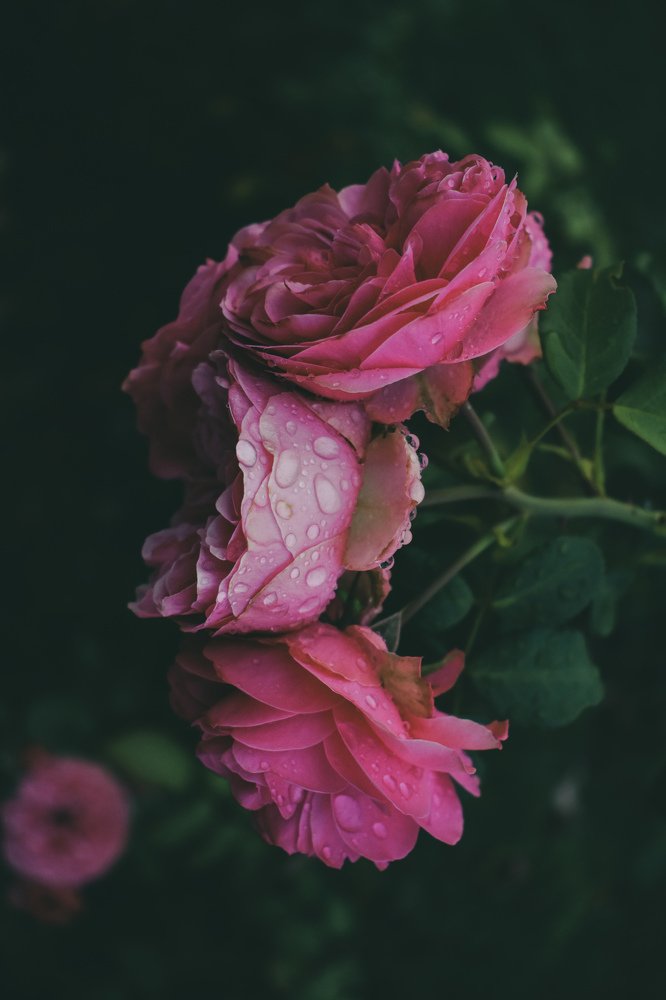 Photograph by Amra Kunduklija