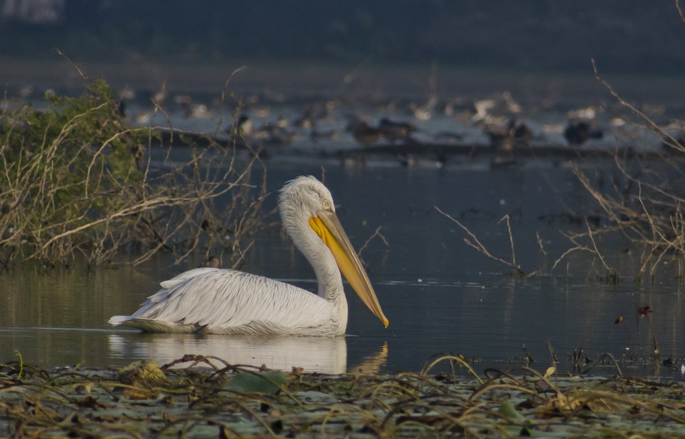 Photograph by Sourav Paul