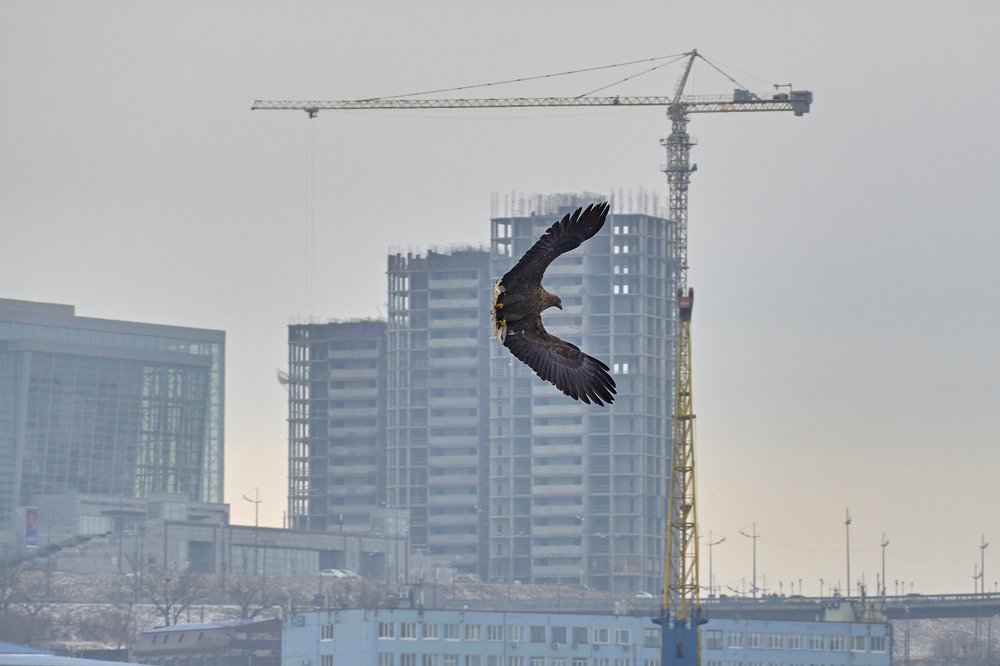 Орлан в туманном городе