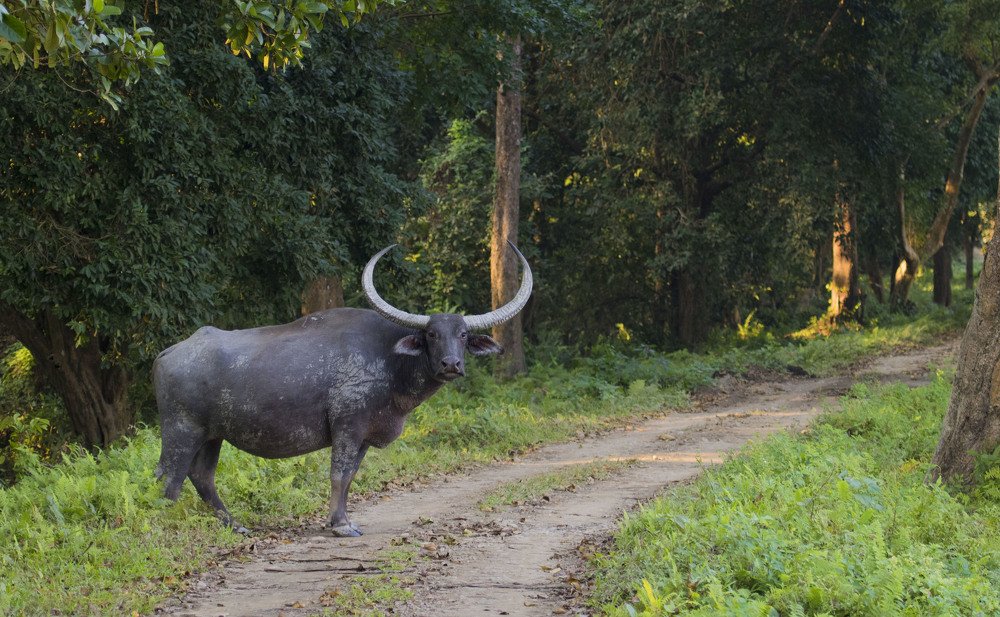 Buffalo Crossing