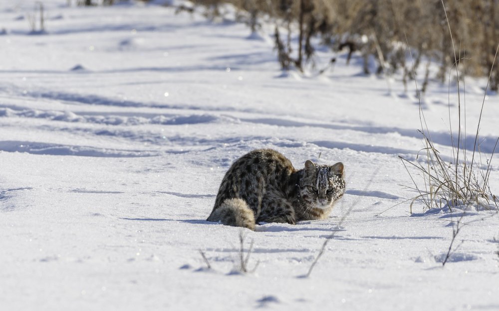 почти леопард