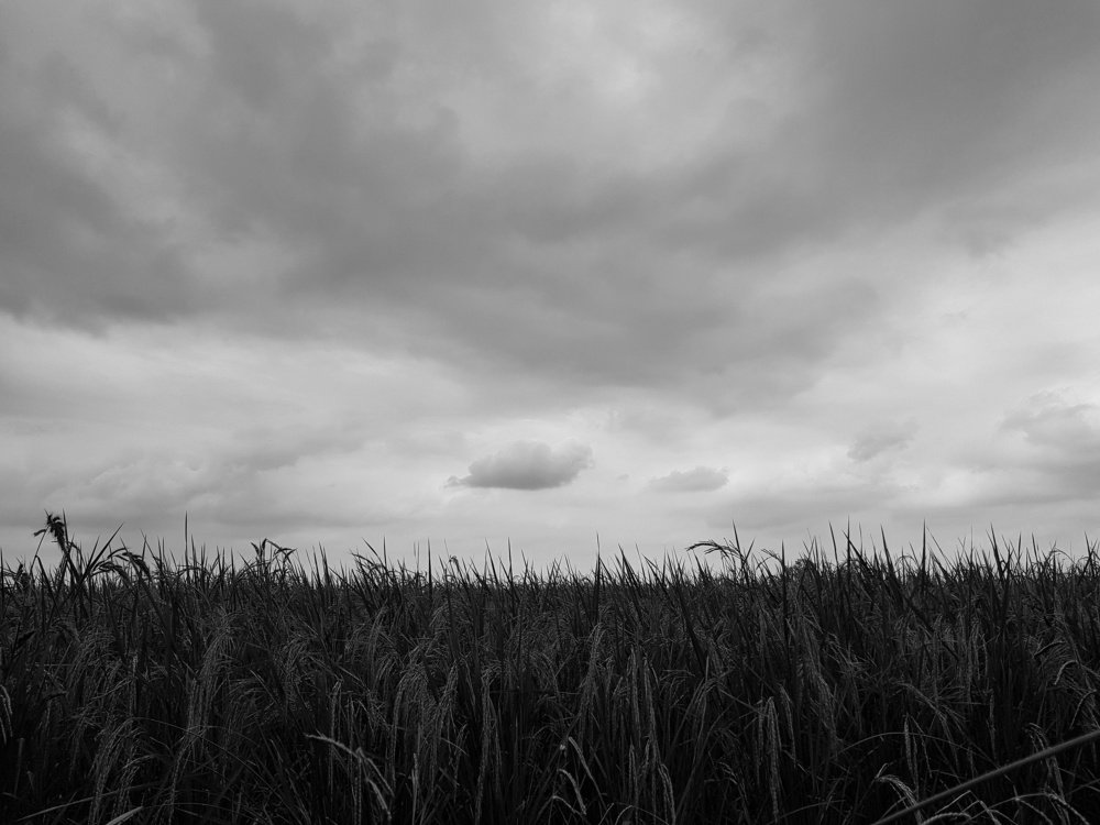 Photograph by zahra qazvini