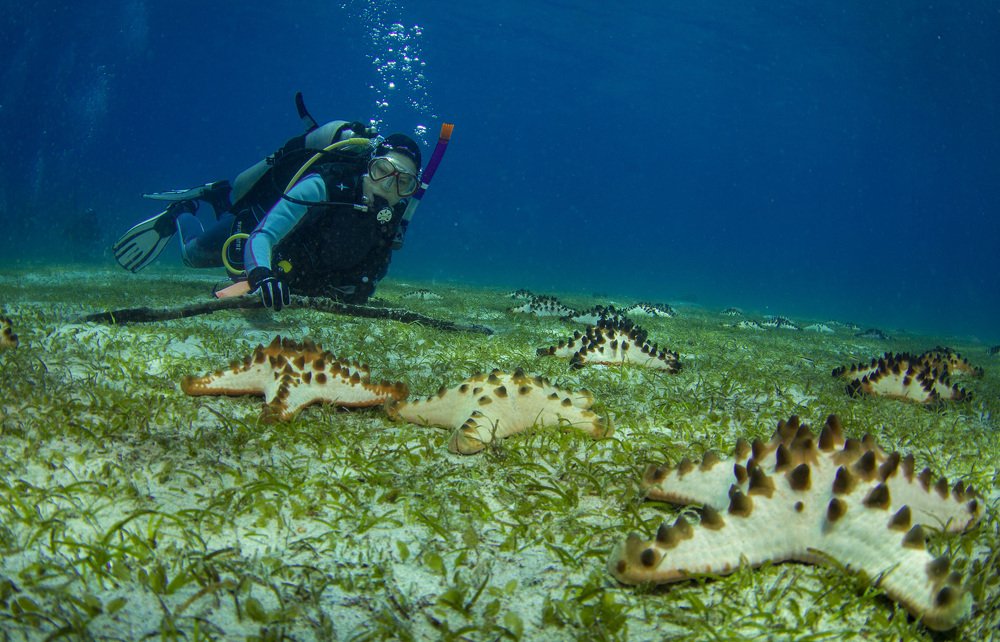 Звездное поле.