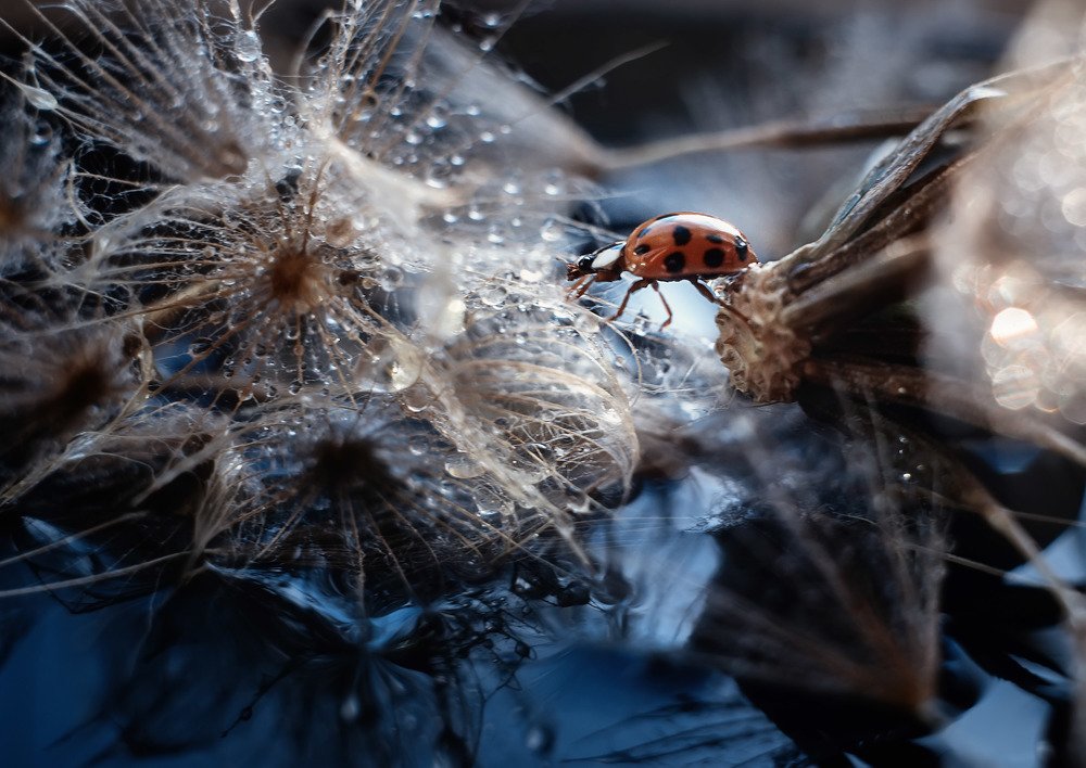 Photograph by Тарасова Ольга