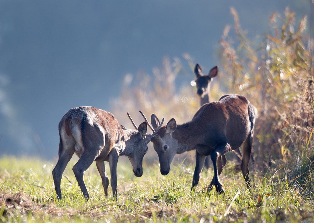 Фотография автора Budimir Jevtic