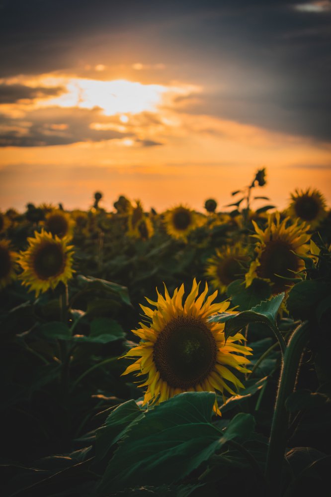 Photograph by Денис Кошкин