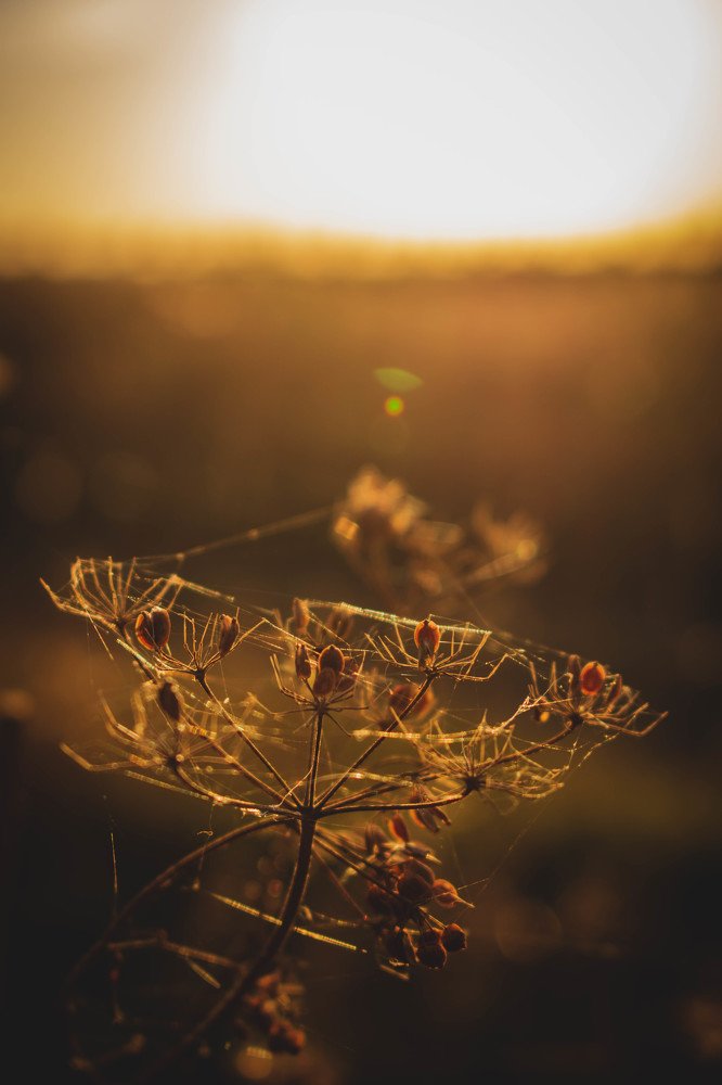 Photograph by Денис Кошкин