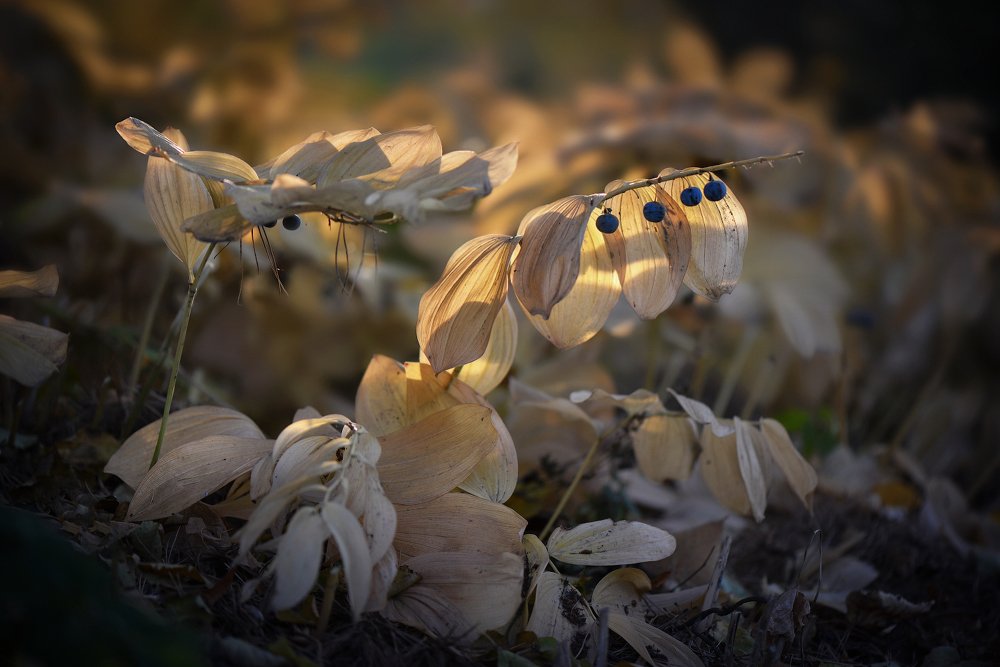 Photograph by Михаил Щеглов