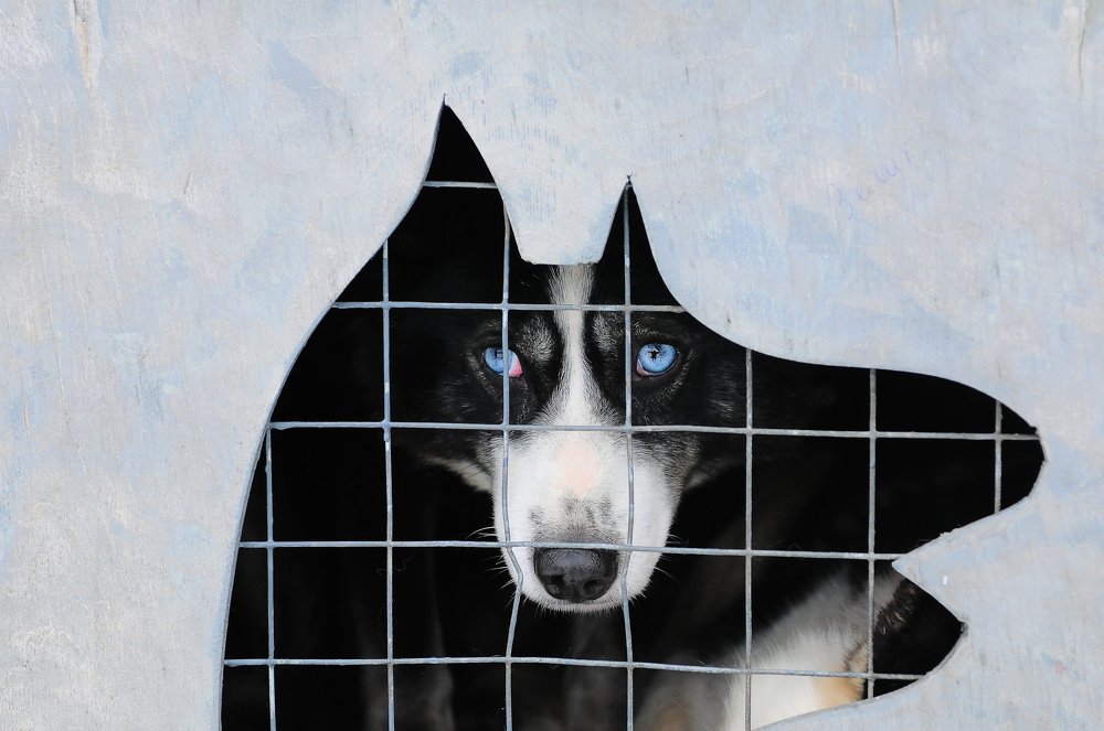 Photograph by Геннадий Тикка