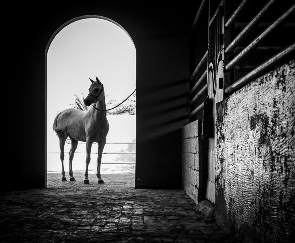 Photograph by fatimah mansour alaswad