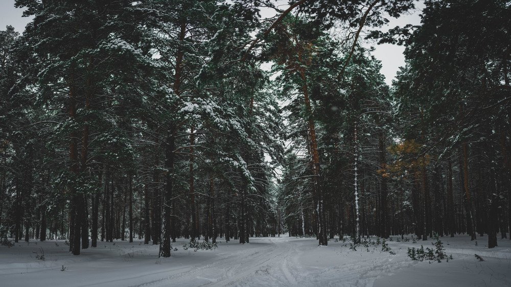 Photograph by Денис Кошкин