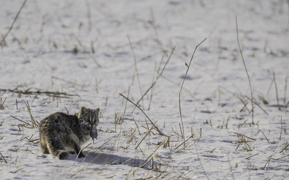 побег с обедом
