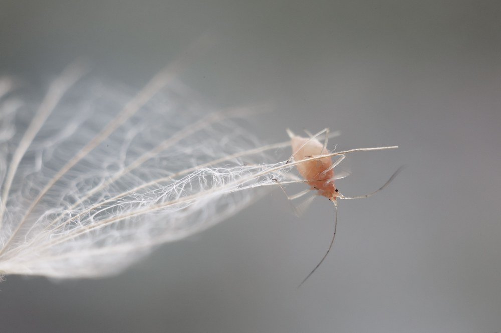 Photograph by Нурият Аллаярова