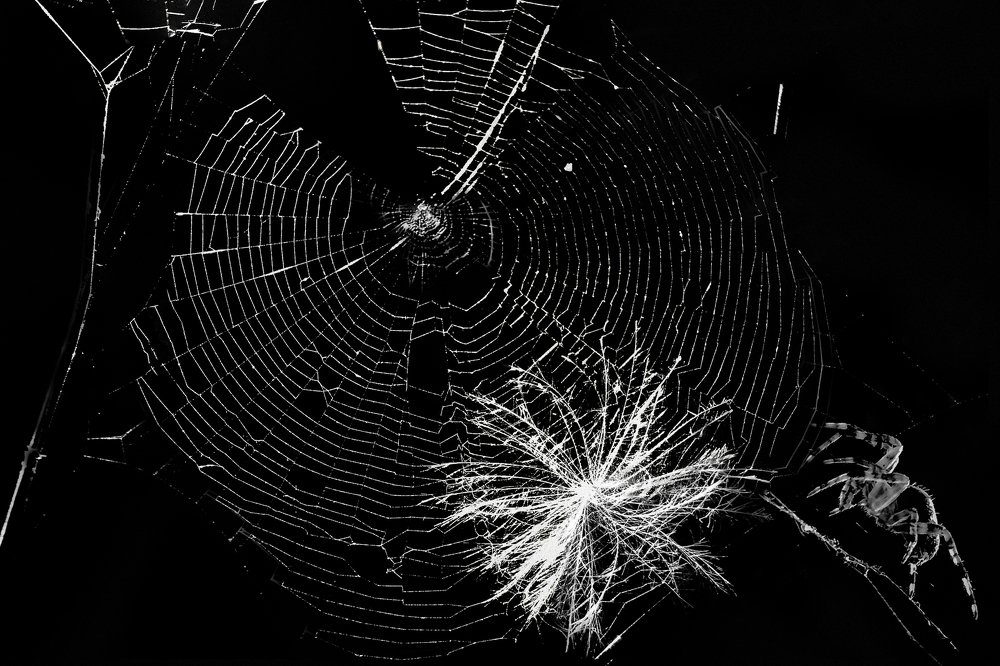 Spider web