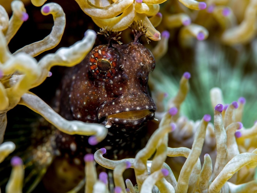Star Blenny