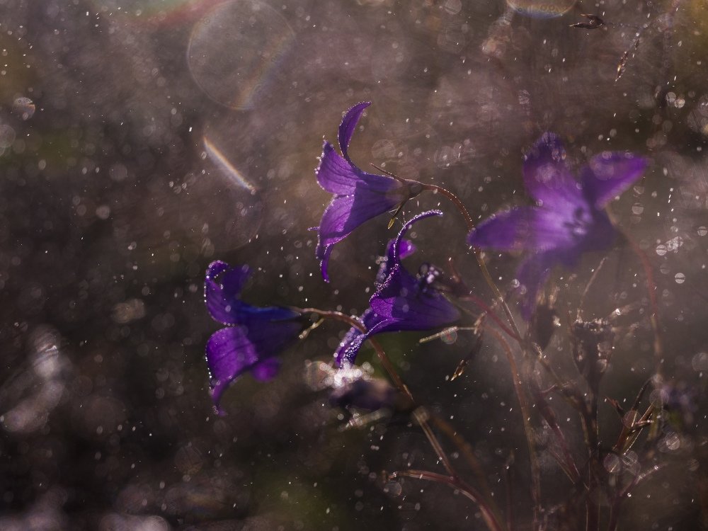 Photograph by Евгения Муравская