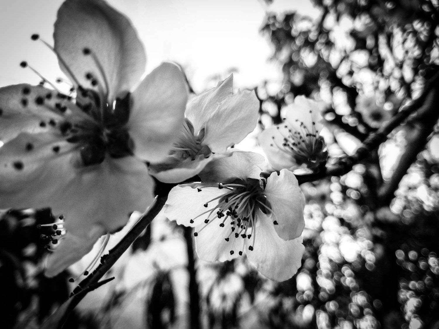 Ya viene la primavera? (Prunus persica)