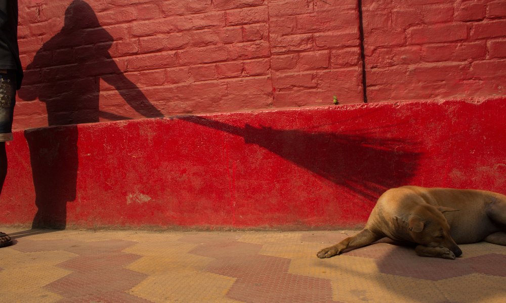 Shadow of their mind who hate street dog.