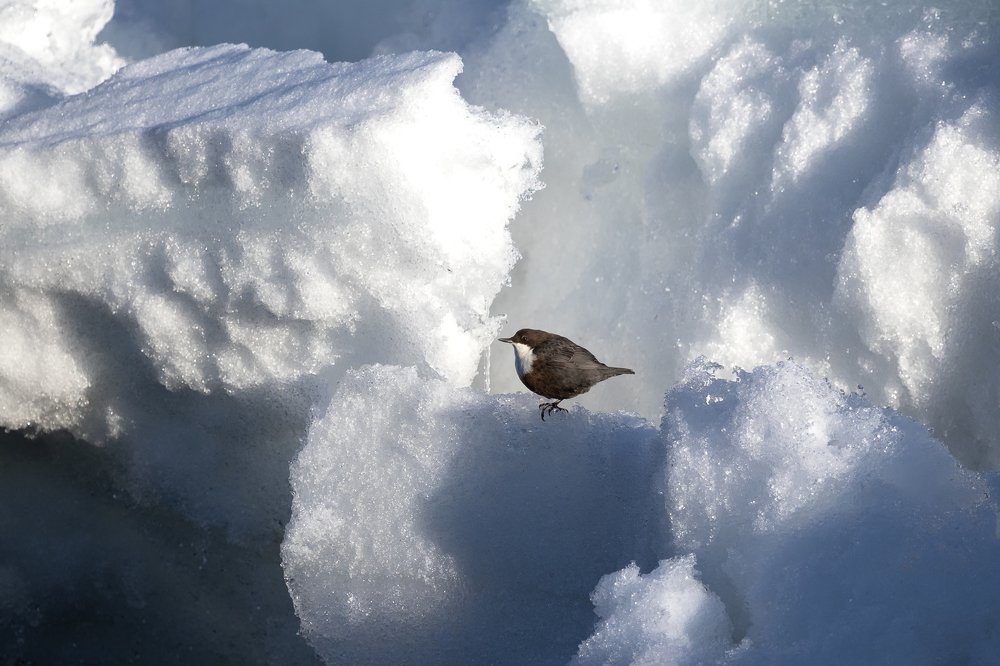 Photograph by Кобец Дмитрий